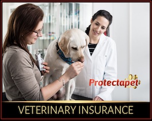 Veterinarians attending a labrador in a veterinary clinic